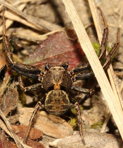 Xysticus sp.